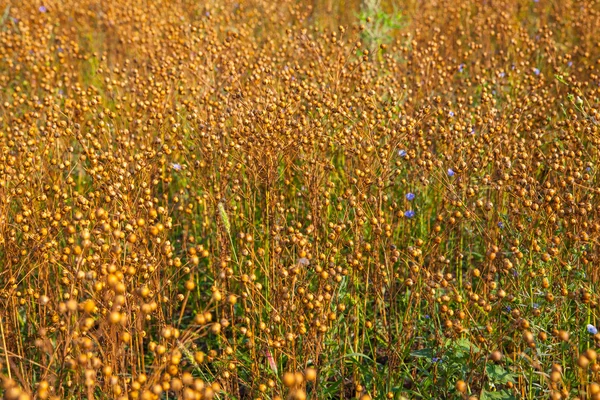 Flax field photo — Stock Photo, Image