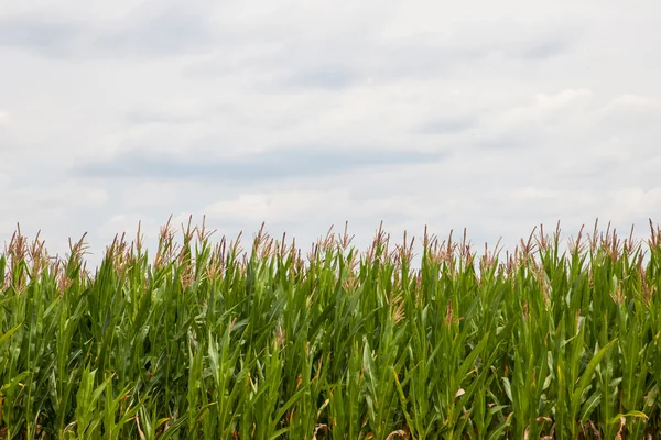 Corn natur Foto — Stockfoto