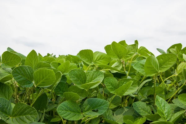 Soybean field photo — Stock Photo, Image