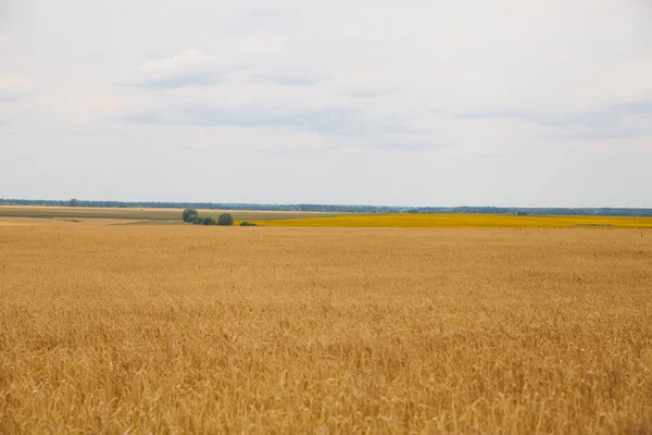 麦畑の耳 — ストック写真