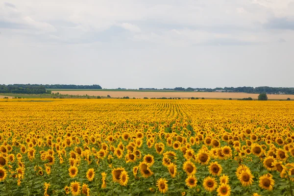 Campo di girasole foto — Foto Stock