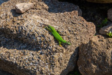 Kertenkele doğa fotoğraf