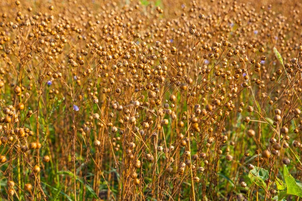 Flachsfeld Foto — Stockfoto