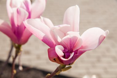 Manolya fotoğraf doğa