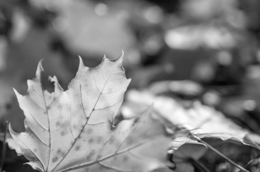 Sonbahar Yaprakları