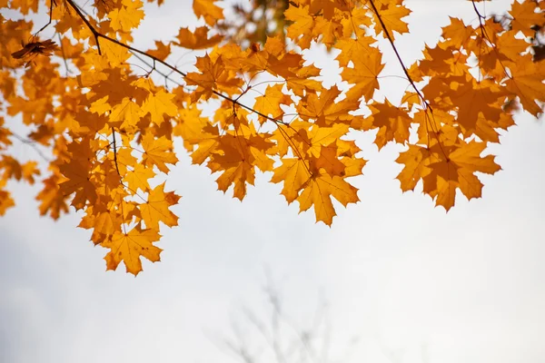 Autumn yellow tree against sky — Stock Photo, Image