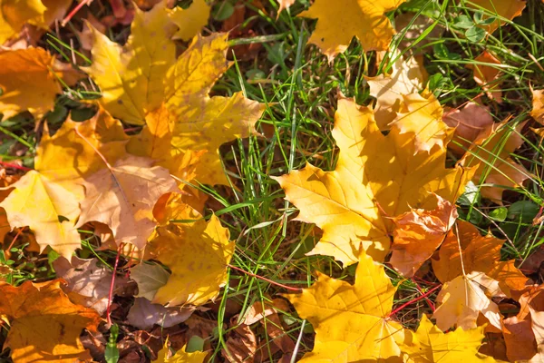 Otoño hojas amarillas sobre hierba —  Fotos de Stock