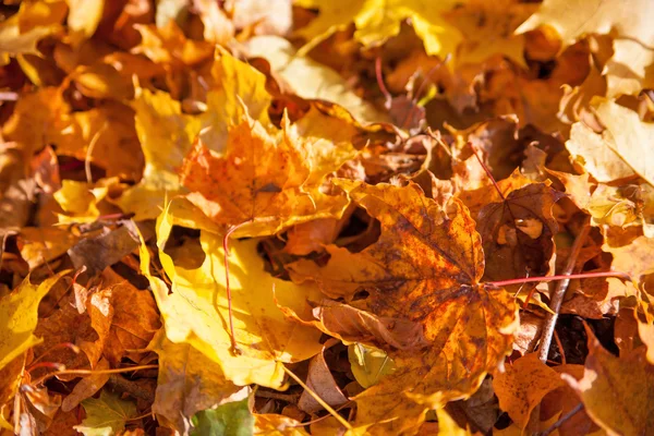 Autumn yellow leaves background Royalty Free Stock Images