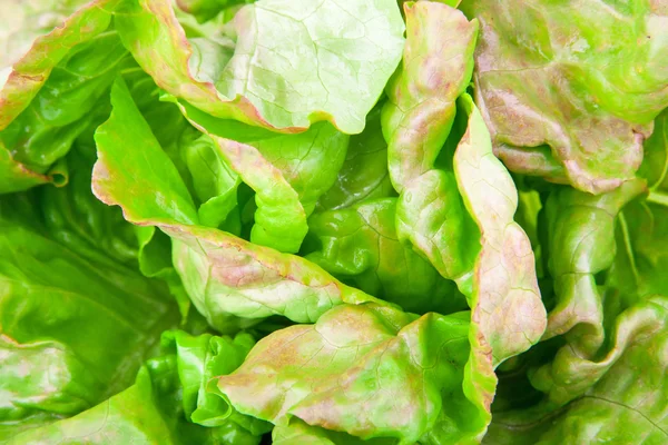 Lettuce background green — Stock Photo, Image