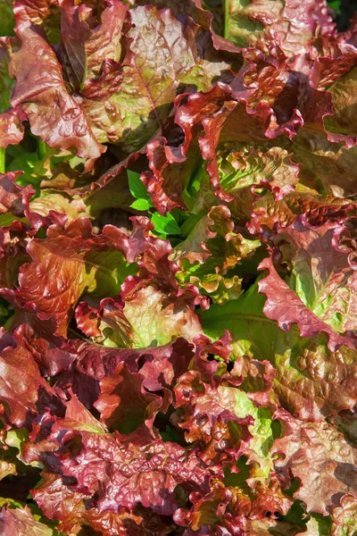 Lettuce background red — Stock Photo, Image