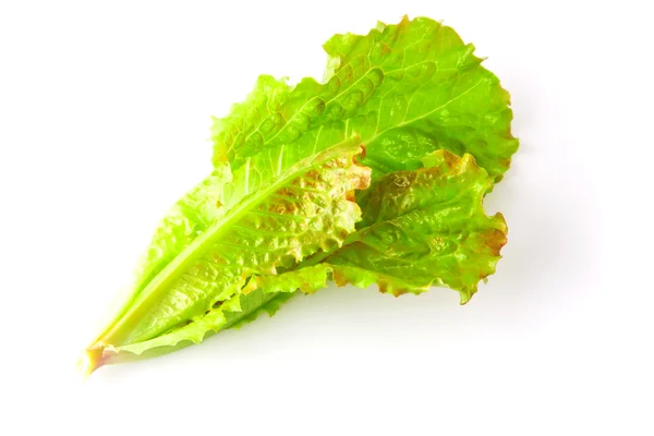 Hojas de lechuga verde — Foto de Stock