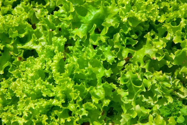 Bakgrunnsgrønn salat – stockfoto