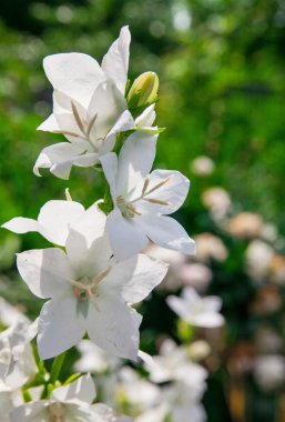 Beyaz bahar çiçek 