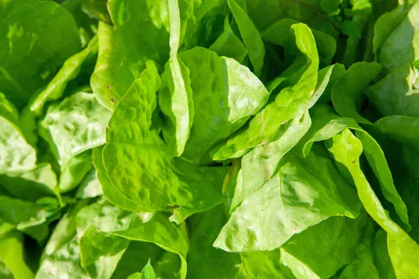 Bakgrunnsgrønn salat – stockfoto