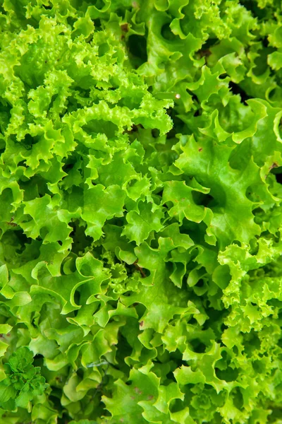 Lettuce background green — Stock Photo, Image