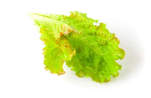Lettuce leaves green — Stock Photo, Image
