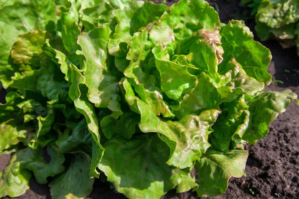 Salat i hagen – stockfoto