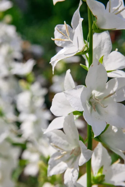 White spring flower — Stock Photo, Image