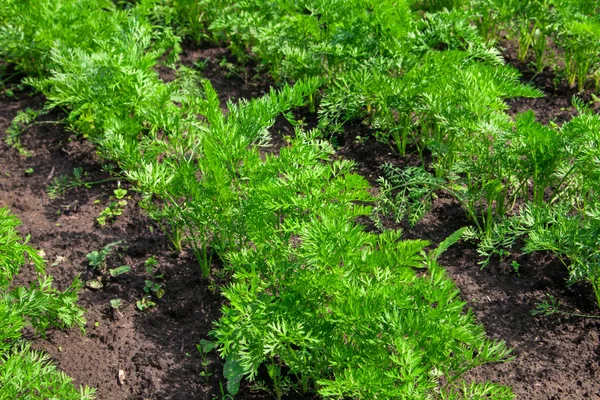 Zanahorias ecológicas —  Fotos de Stock