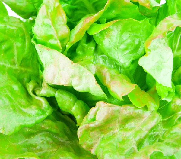 Bakgrunnsgrønn salat – stockfoto