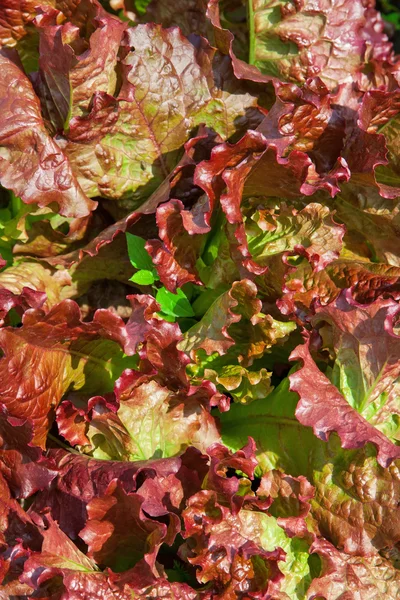 Lettuce background red — Stock Photo, Image