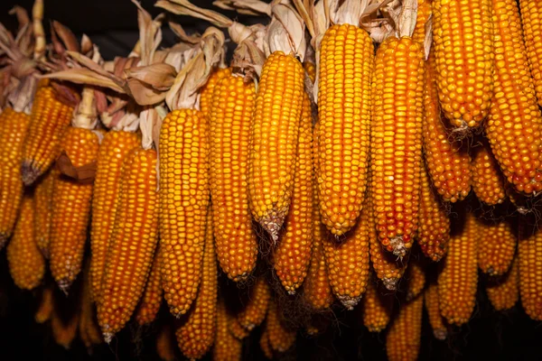 Ear of Corn — Stock Photo, Image