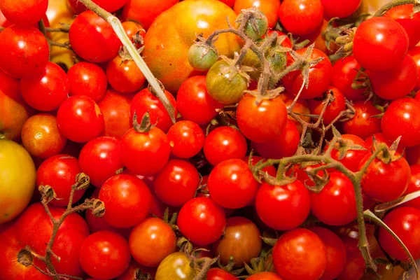 Tomaten — Stockfoto