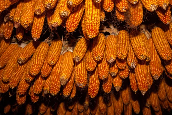 Ear of Corn — Stock Photo, Image