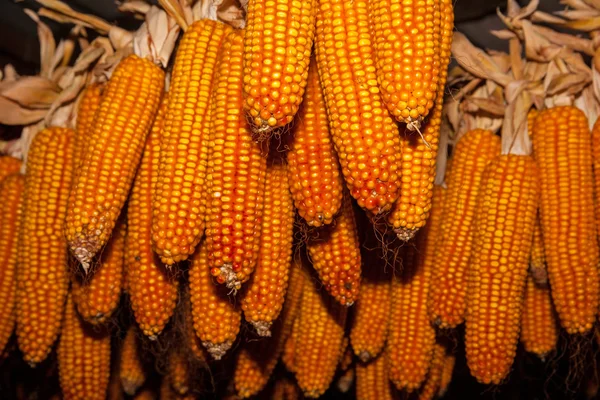 Orelha de milho — Fotografia de Stock