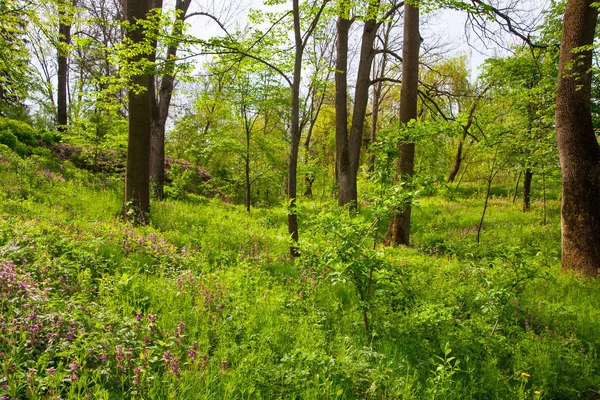 Bosque de primavera — Foto de Stock