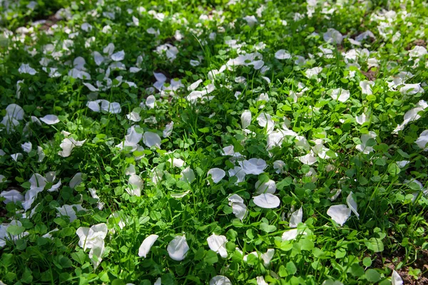 落了的花瓣在绿色草地上 — 图库照片