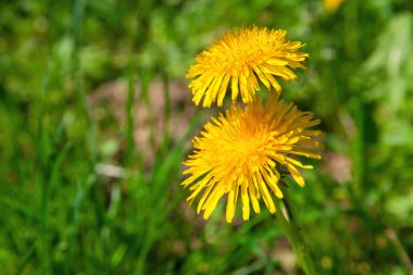 karahindiba yeşil çim üzerinde