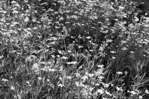花草丛生的草地 — 图库照片
