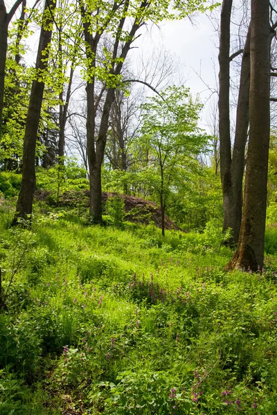 Bosque de primavera — Foto de Stock