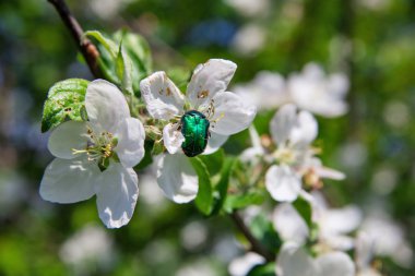 çiçeği elma brunch 