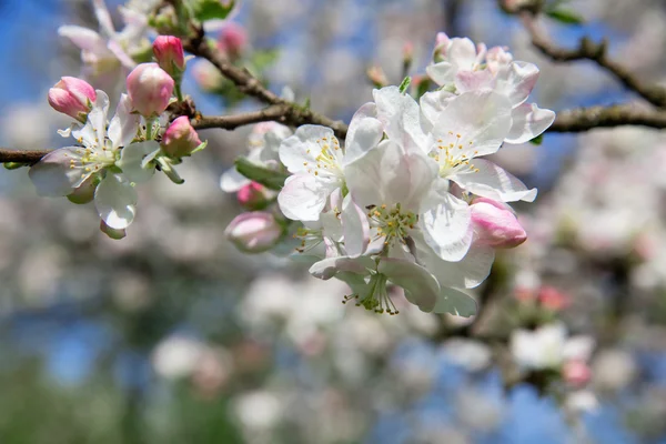 Blossom apple brunch — Stockfoto