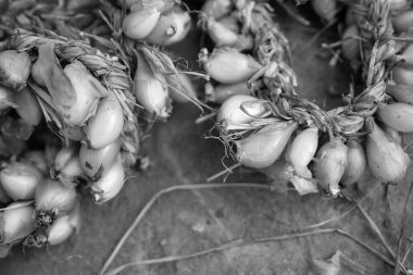 taze soğan dizeleri