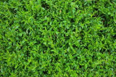 Yeşil Çimen Arkaplanı 