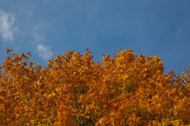 gökyüzüne karşı sonbahar yaprakları