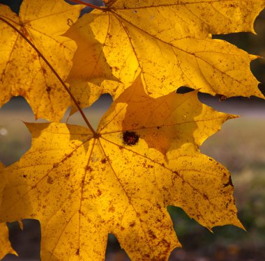 gökyüzüne karşı sonbahar yaprakları