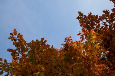 gökyüzüne karşı sonbahar yaprakları