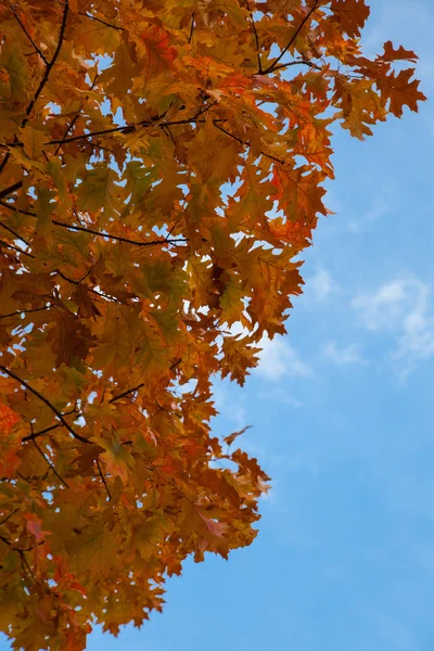 Autumn leaves against sky — Stock Photo, Image