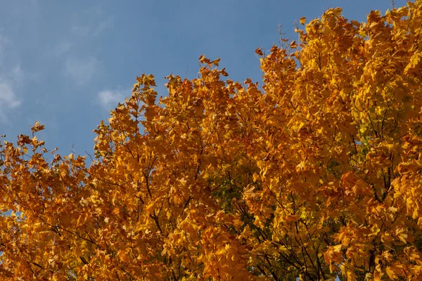 Autumn leaves against sky — Stock Photo, Image