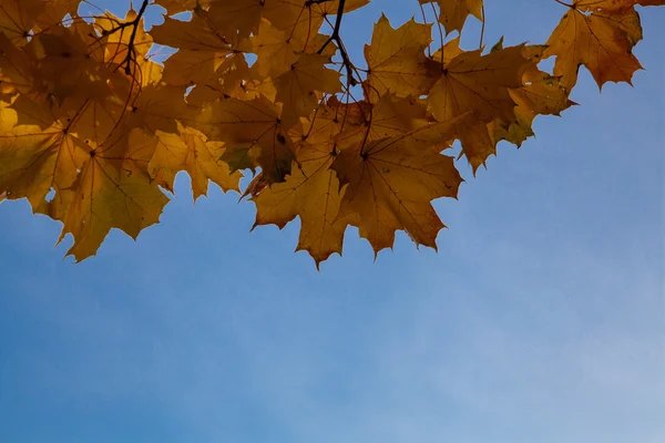 Autumn leaves against sky — Stock Photo, Image