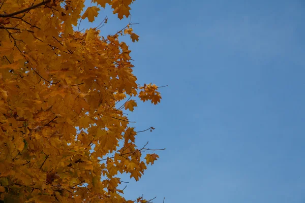 Autumn leaves against sky — Stock Photo, Image