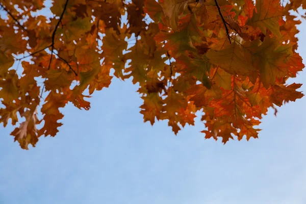 Осенние листья против неба Стоковое Фото