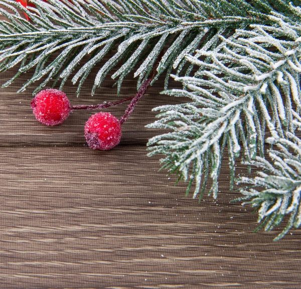 Julen bär & fir trädgren — Stockfoto