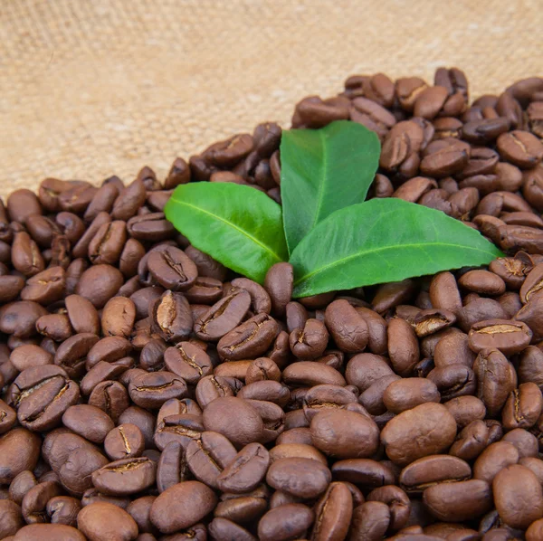 Grãos de café e folhas — Fotografia de Stock