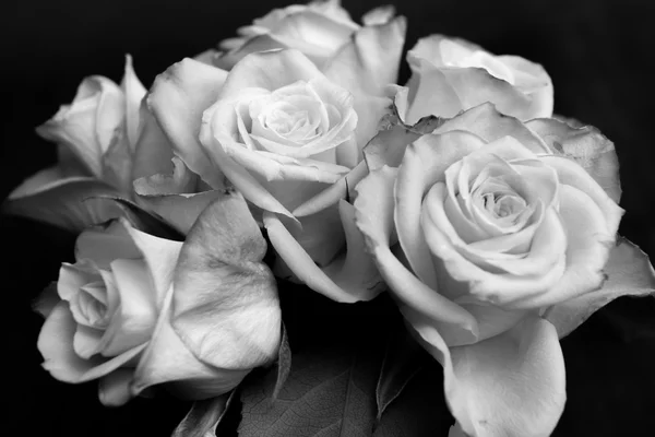 Quelques roses — Photo