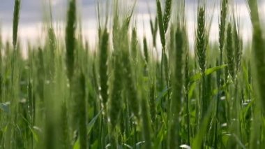 Buğday kulakları olgunlaşma